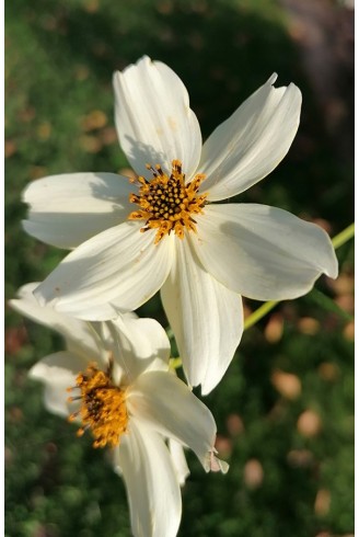 Bidens aurea