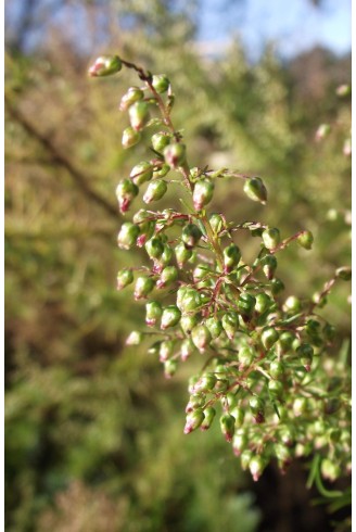 Artemisia capillaris