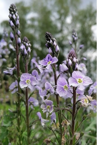 Veronica gentianoides