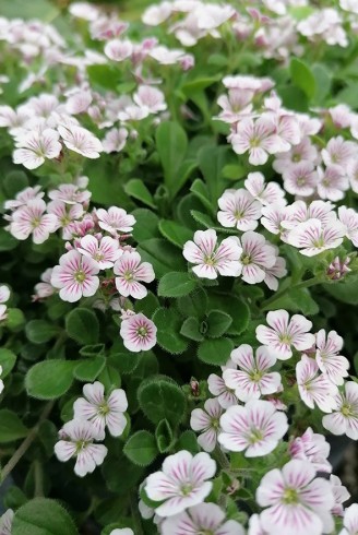 Gypsophila cerastioides