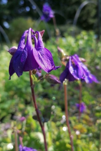 Aquilegia alpina