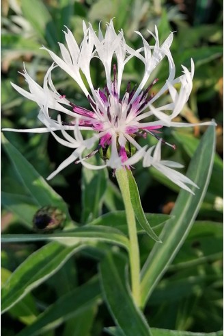 Centaurea montana 'Alba'