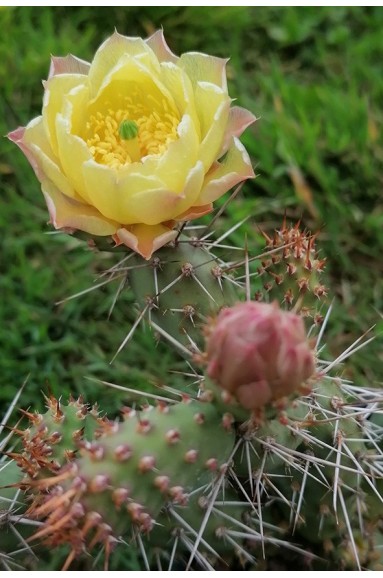 Opuntia fragilis 'Freising'