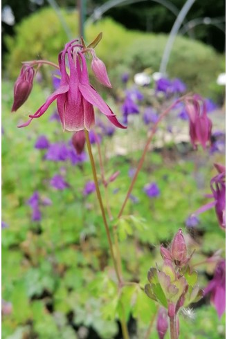 Aquilegia rockii