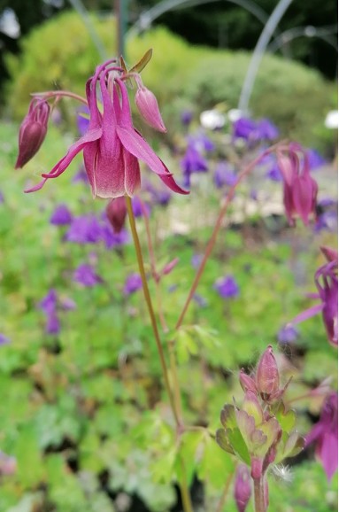 Aquilegia rockii