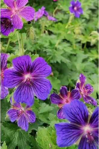 Geranium x magnificum 'Vital'