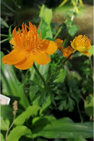 Trollius chinensis 'Golden Queen'