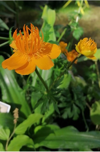 Trollius chinensis 'Golden Queen'