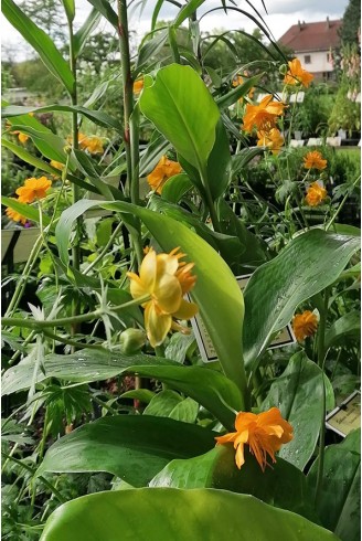 Trollius chinensis 'Golden Queen'