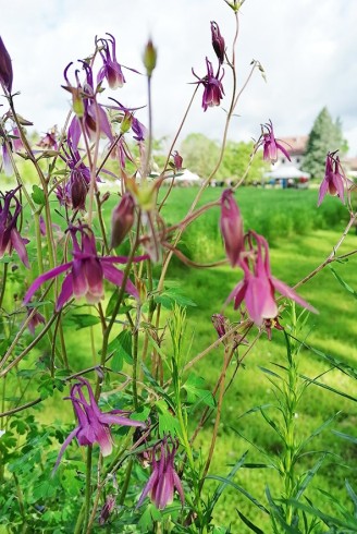 Aquilegia rockii