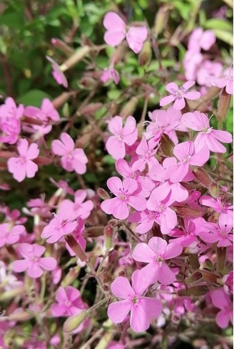 Saponaria ocymoides