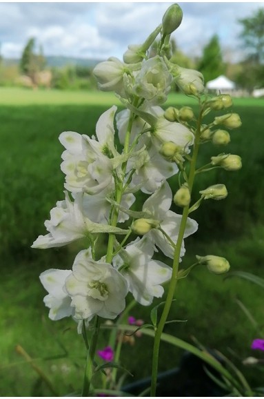 Delphinium pacific 'Galahad'