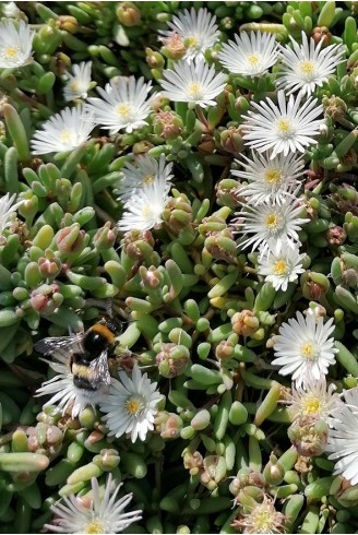 Delosperma sp. 'Graaf Reinet'