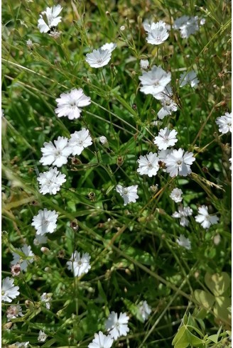 Silene alpestris