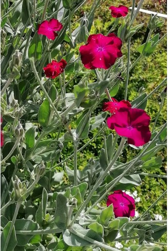 Lychnis coronaria