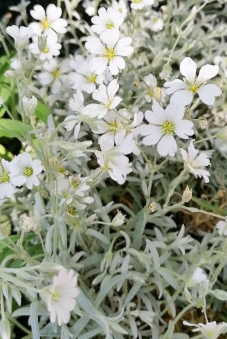 Cerastium tomentosum...