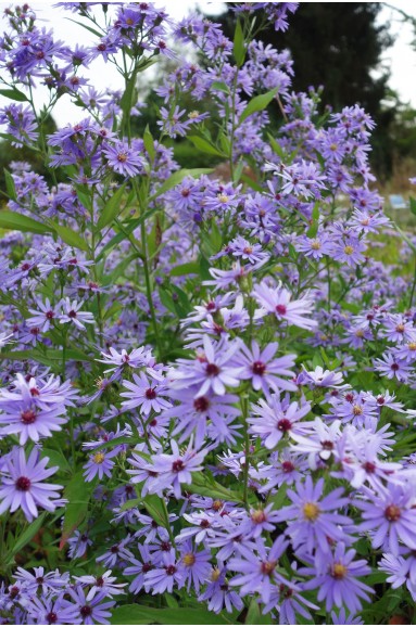 Aster 'Little Carlow'