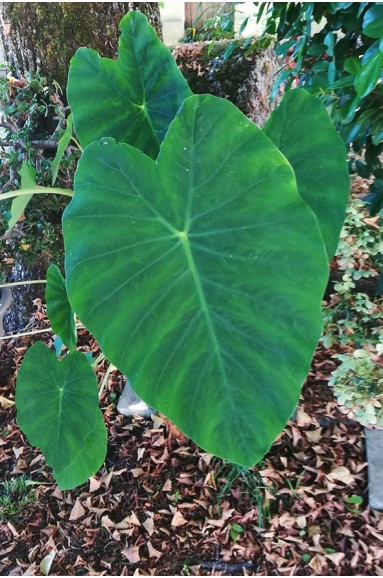 Colocasia esculenta