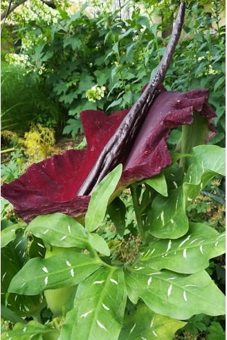 Dracunculus vulgaris