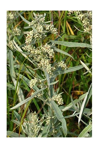 Artemisia ludoviciana fleur
