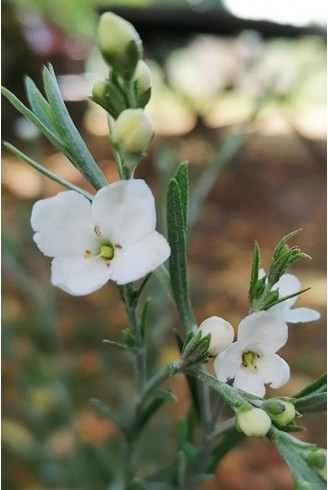 Gomphostigma virgatum