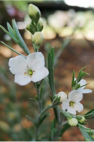 Gomphostigma virgatum