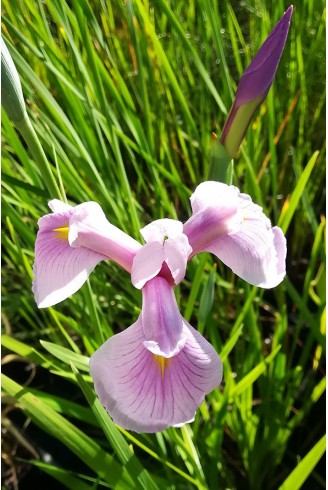 Iris ensata 'Rose Queen'