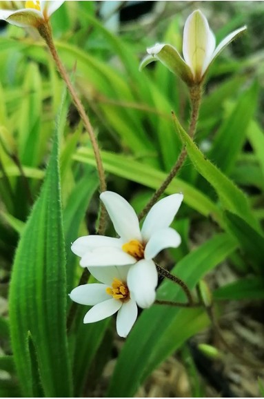 Rhodohypoxis 'White Princess'