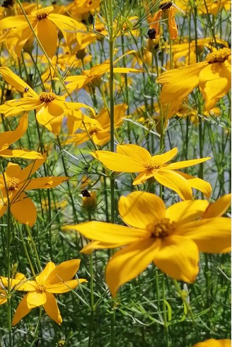 Coreopsis verticillata...