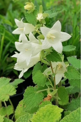 Campanula dolomitica