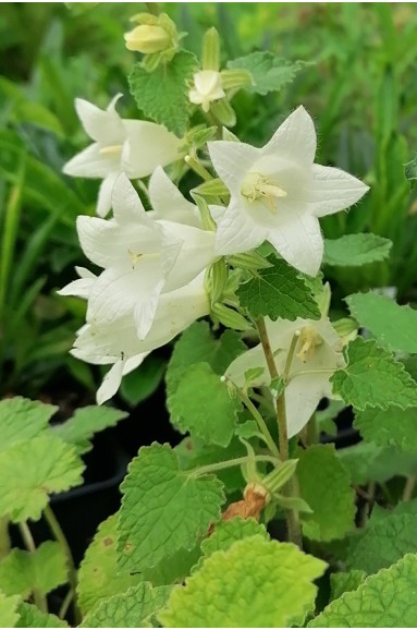 Campanule des Dolomites - Campanula dolomitica - C. à fleurs blanches