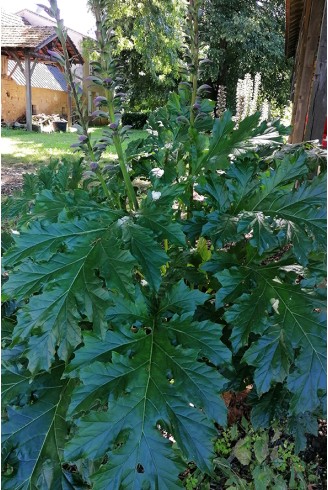 Acanthus mollis Latifolius group