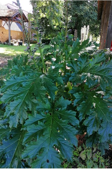 Acanthus mollis Latifolius group