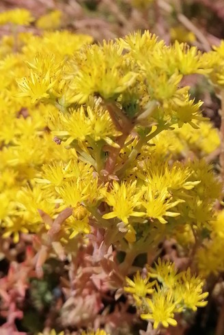 Sedum fosterianum subsp.elegans fleurs