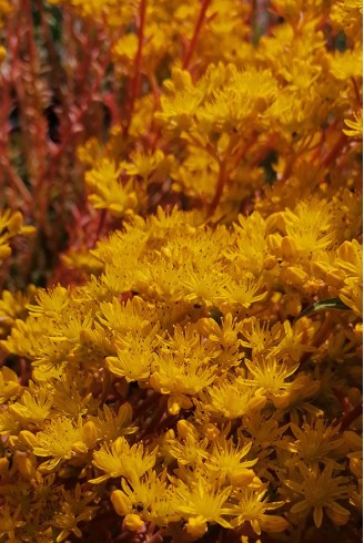 Sedum reflexum 'Glaucum' en fleur