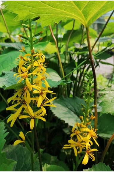 Ligularia 'The Rocket' en fleur