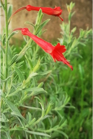 Epilobium 'Western Hills' en fleur