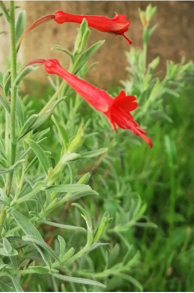 Epilobium 'Western Hills' en fleur