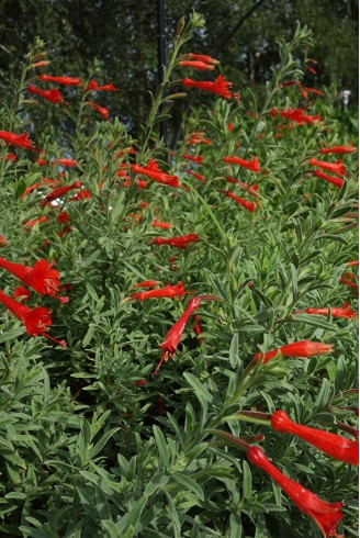 Epilobium 'Western Hills'