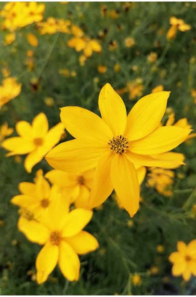 Coreopsis verticillata 'Zagreb' en fleur