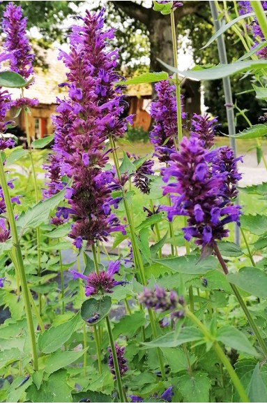 Agastache 'Blue Boa' en fleur