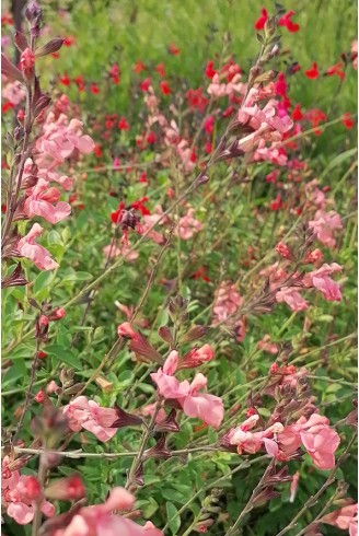 Salvia x jamensis 'Pat Vlasto'