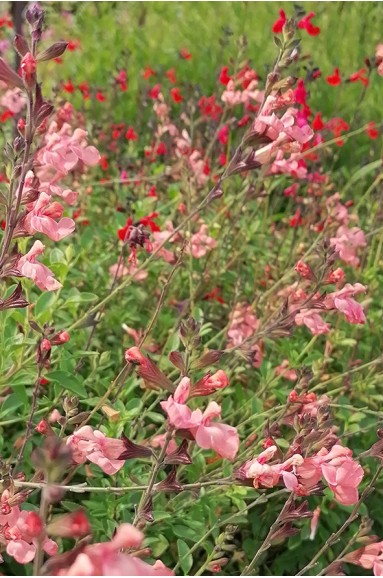 Salvia x jamensis 'Pat Vlasto'