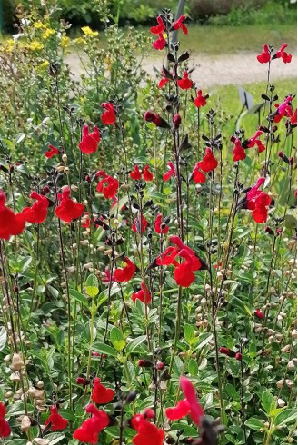 Salvia 'Royal Bumble' en fleur