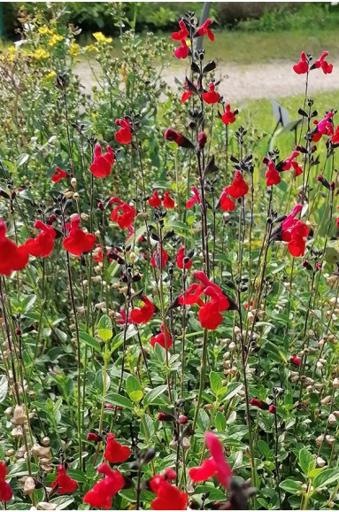 Salvia 'Royal Bumble' en fleur