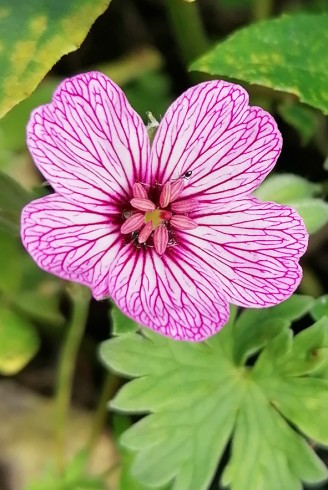 Geranium cinereum 'Laurence Flatman' en fleur