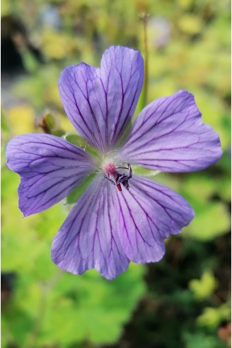 Geranium 'Philippe Vapelle'