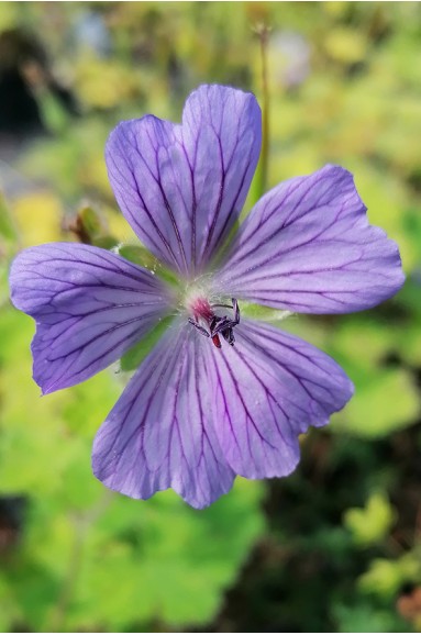 Geranium 'Philippe Vapelle'