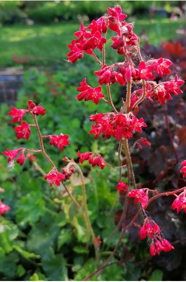 Heuchera sanguinea 'Splendens'