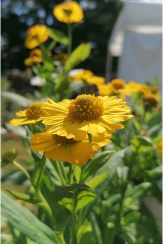 Helenium 'Kanaria'